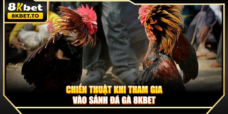 Chiến thuật khi tham gia vào sảnh đá gà 8KBET