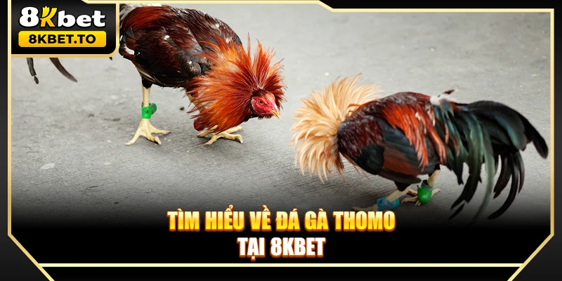 Tìm hiểu về đá gà Thomo tại 8KBET
